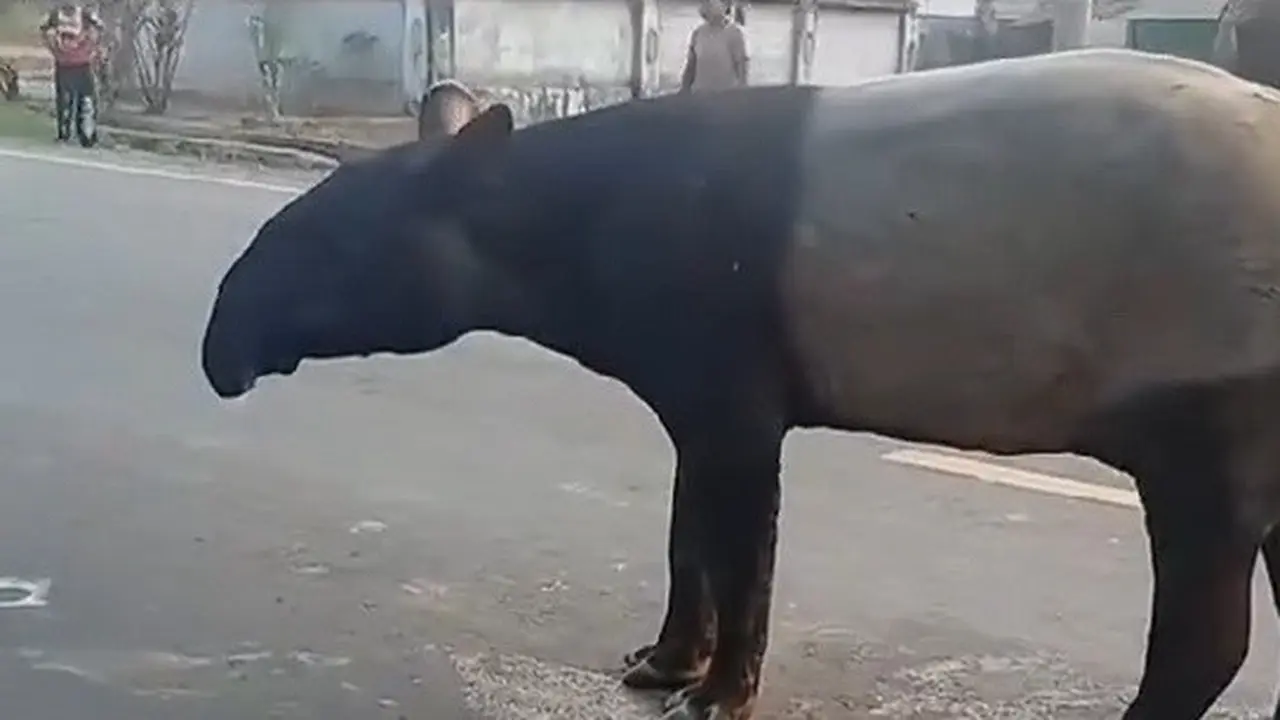 BKSDA Ungkap Alasan Tapir Muncul di Jalinsum Mesuji: Siklus Alami dan Gangguan Habitat