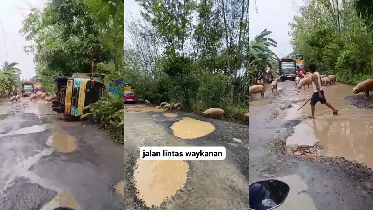 Truk Bermuatan 100 Ekor Babi Terguling di Way Kanan, Puluhan Ternak Berkeliaran di Jalan