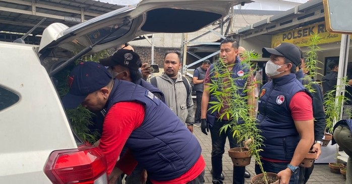 Polisi Bongkar 27 Pot Ganja di Rooftop Rumah Warga Bandung, Benih Disebut dari California
