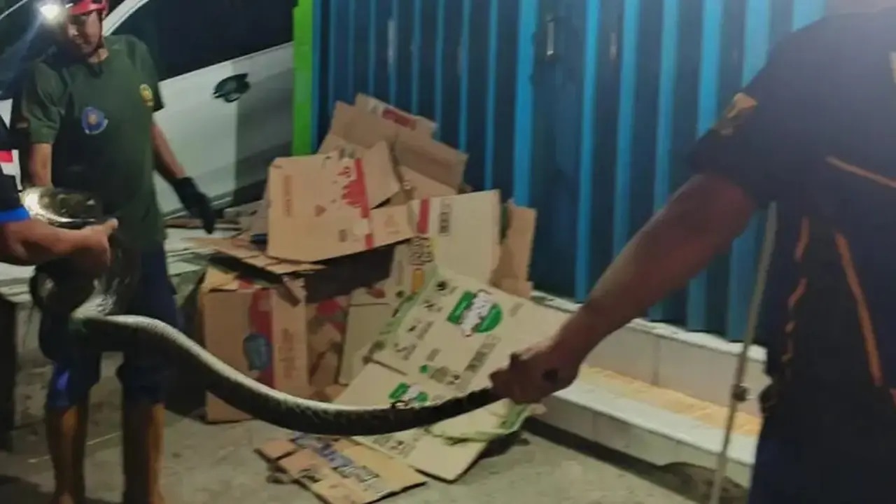 Bukan Menangkap Pencuri, Tim Ronda di Sukabumi Justru Temukan Piton 3 Meter di Bawah Mobil