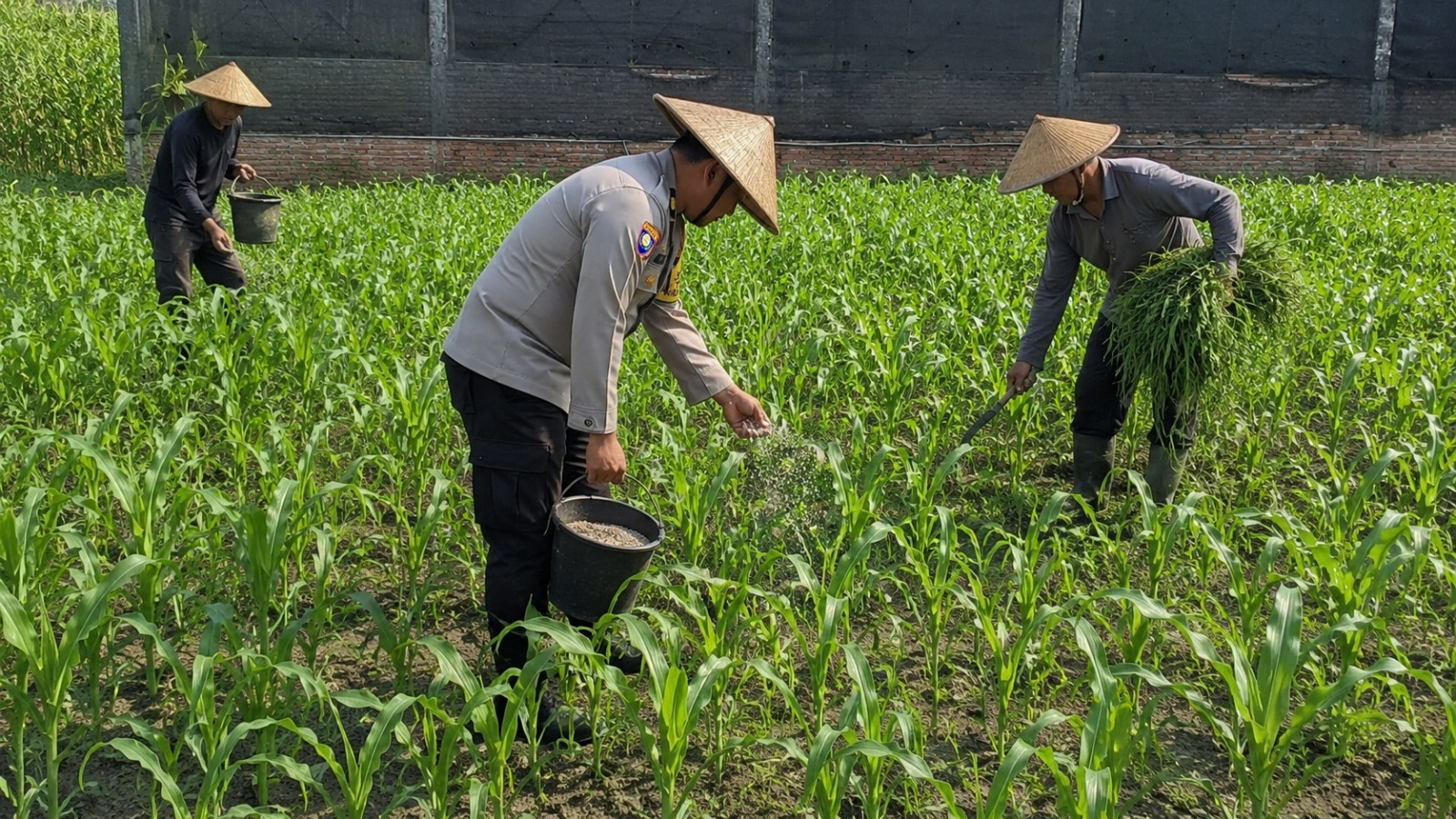 Pak Bhabin Motor Ketahanan Pangan, Aiptu Suwandi Dampingi Petani Rawat Jagung Target Panen 3,5 Ton
