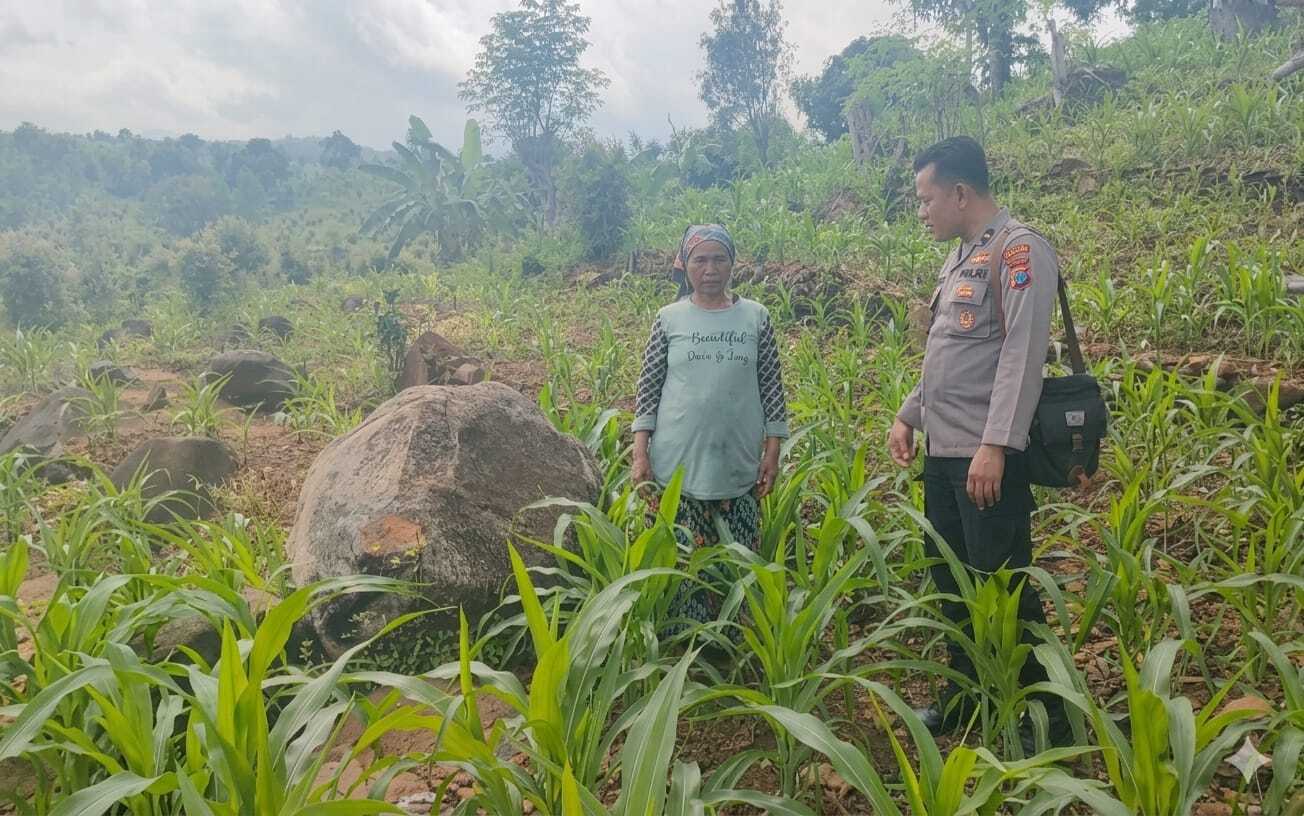 Tak Hanya Jaga Kamtibmas, Bhabinkamtibmas di Tutur Ikut Rawat Ladang Jagung Warga